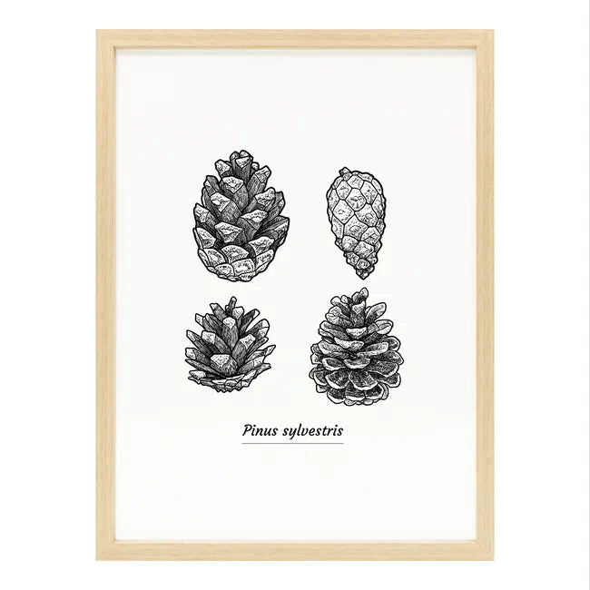 Image encadrée Pommes de pin CEANOTHE l.30 x H.40 cm